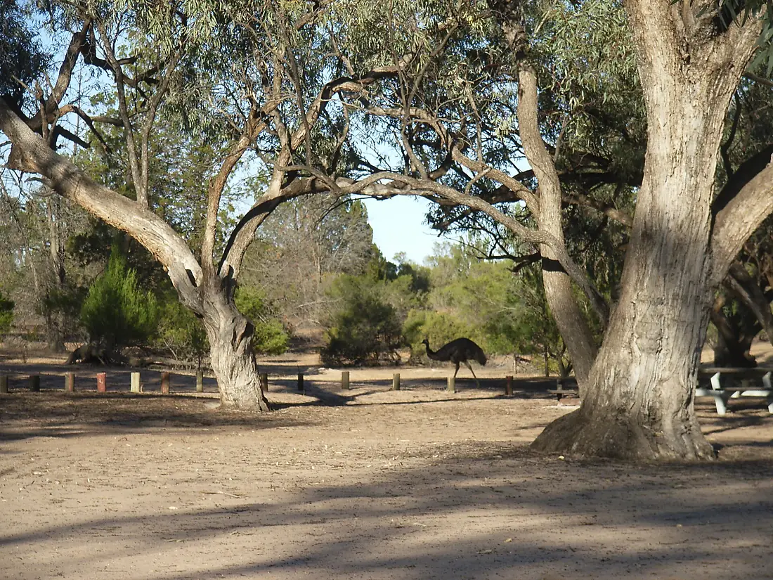 Emu Hattah Lakes