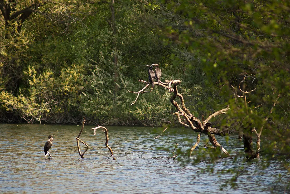 Landschaftsschutzgebiet Pfungstädter Moor Erlensee
