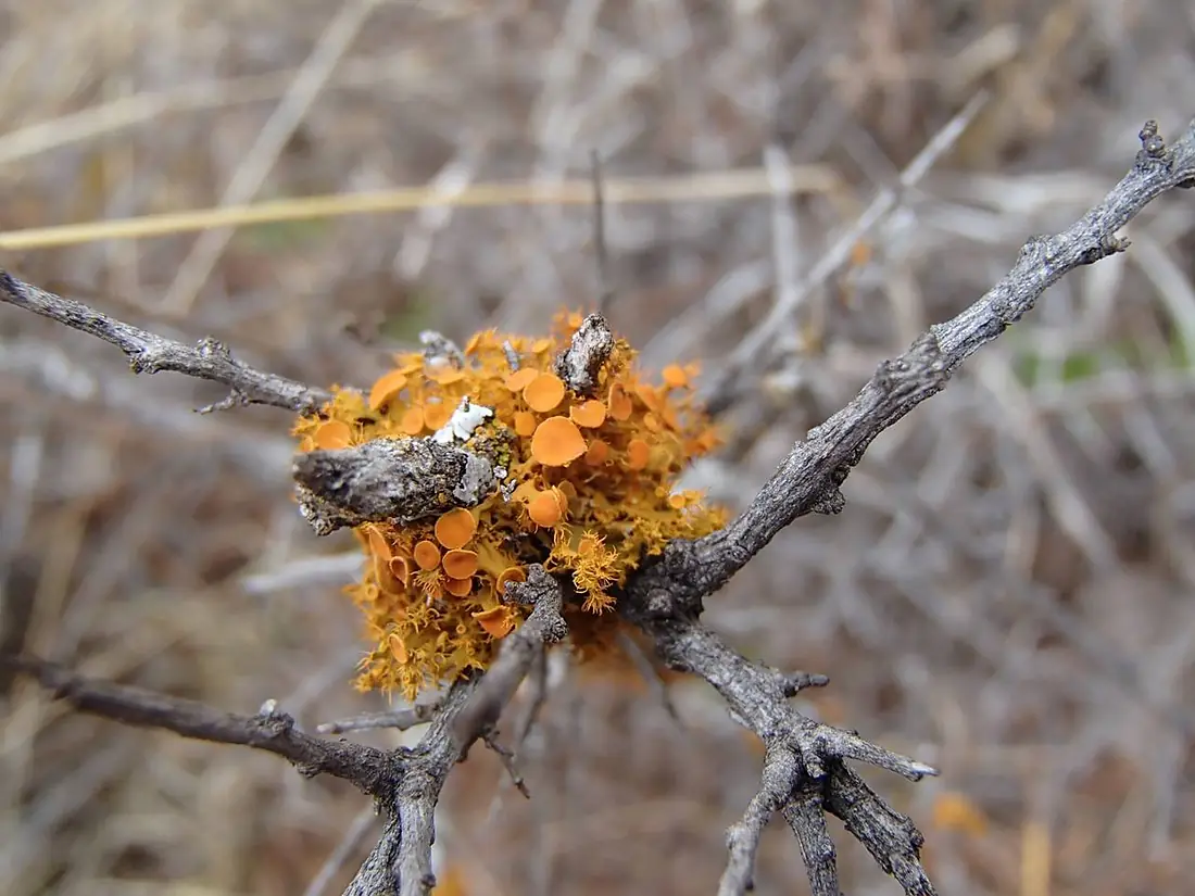 2013-10-13 Teloschistes hosseusianus Gyelnik 406236