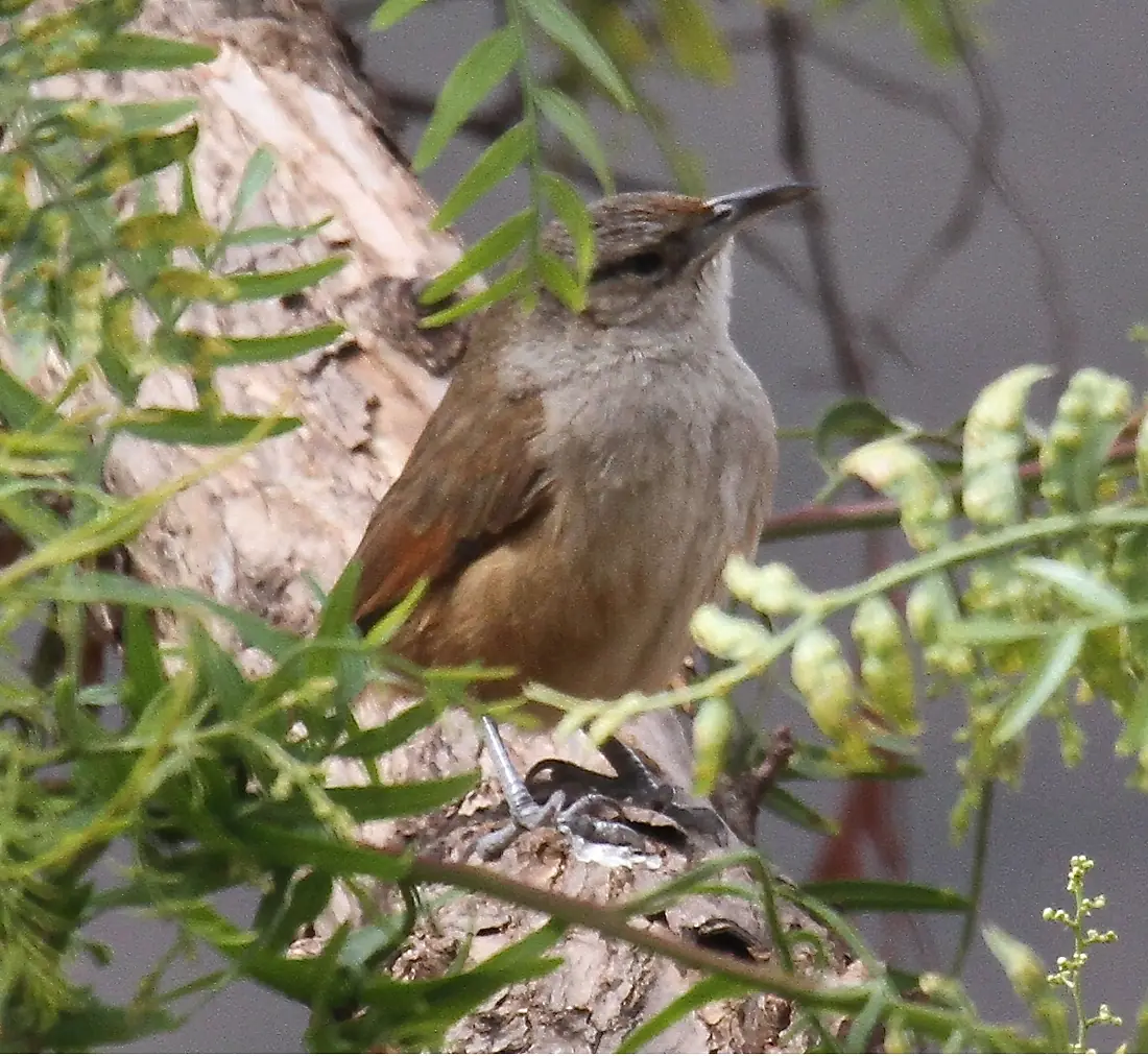 Streak-frontedThornbird