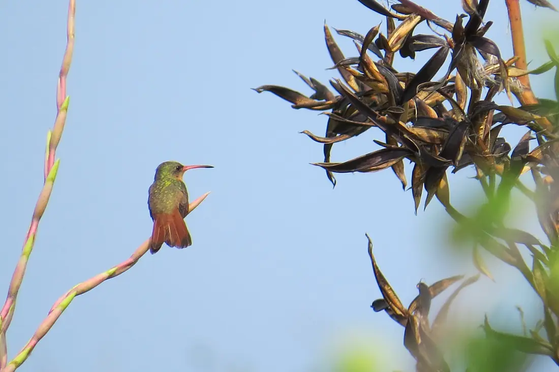 Cinnamon Hummingbird imported from iNaturalist photo 4037368 on 6 January 2024