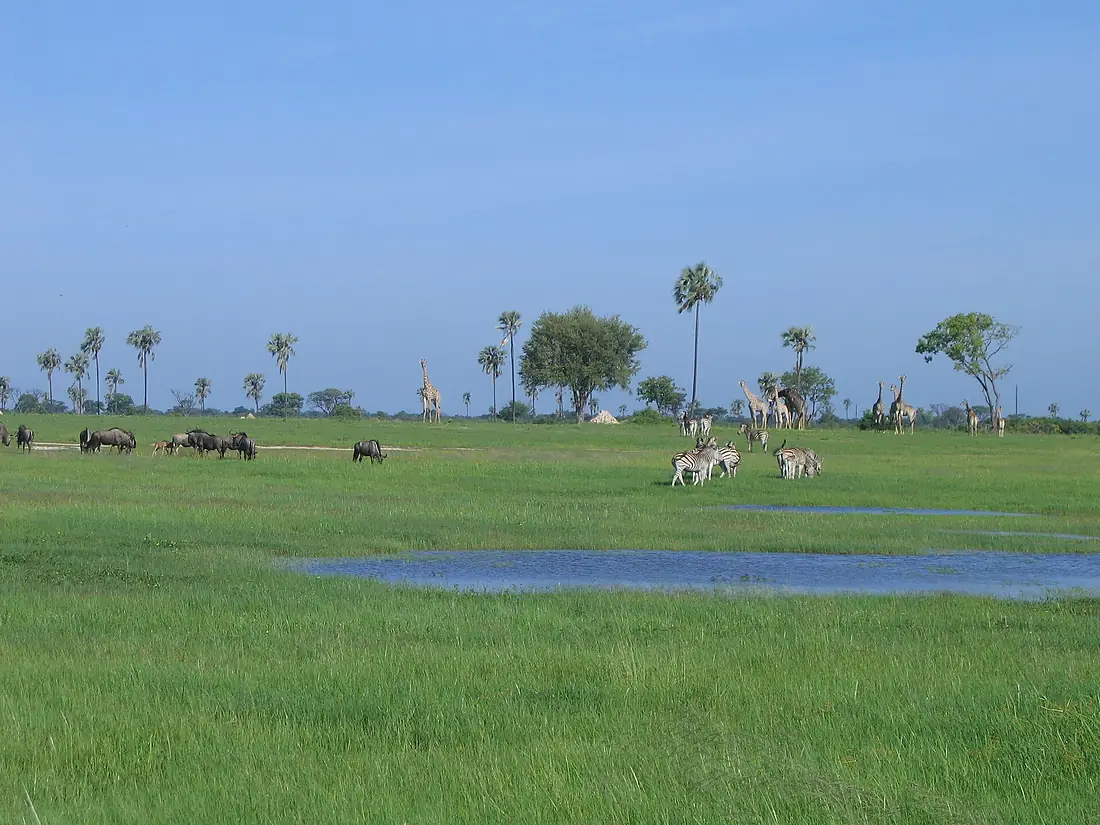 Wetland-hwange