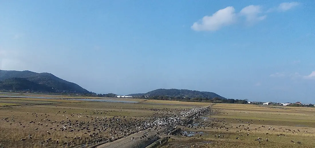 Izumi Crane Migration Ground 01