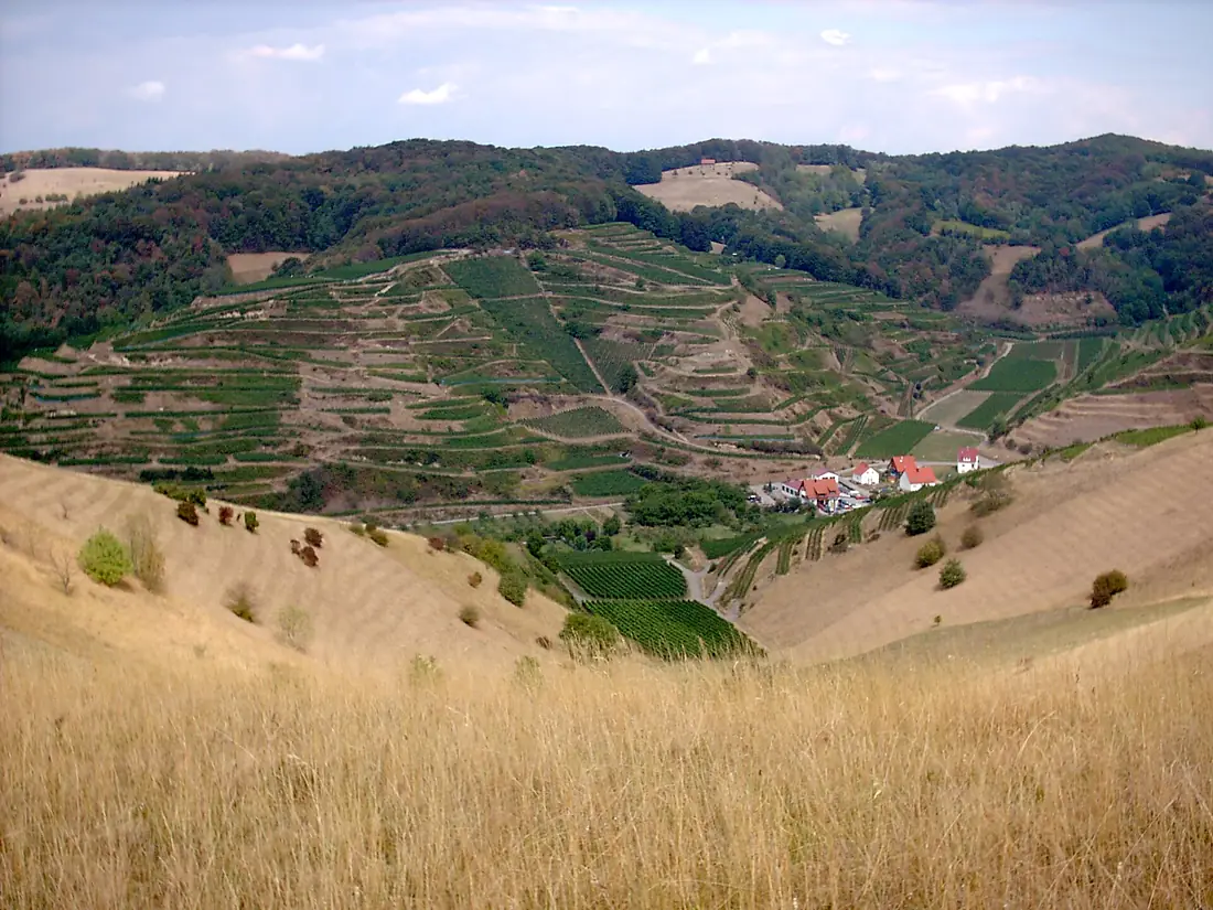 Kaiserstuhl - Badberg - Blick Richtung Schelingen