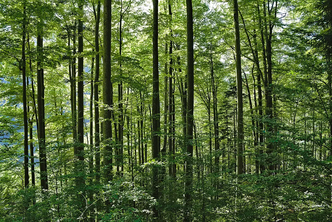 Nationalpark Kalkalpen at trail from Krumme Steyrling to Schaumbergalm 2022-08-04 02