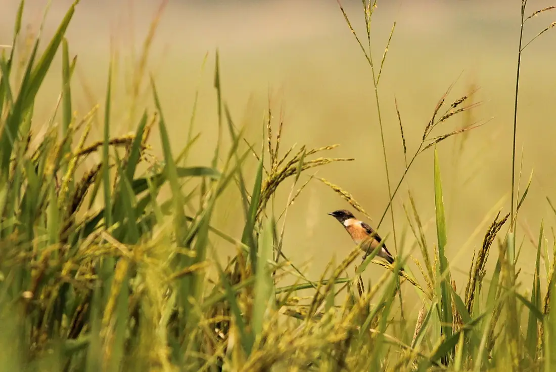 Siberian Stonechat at Kanwar Lake