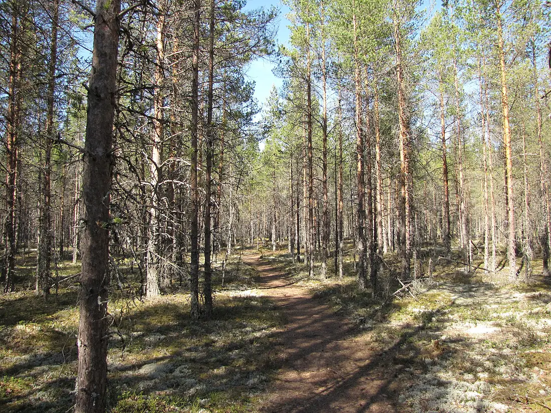 Kauhaneva 4
