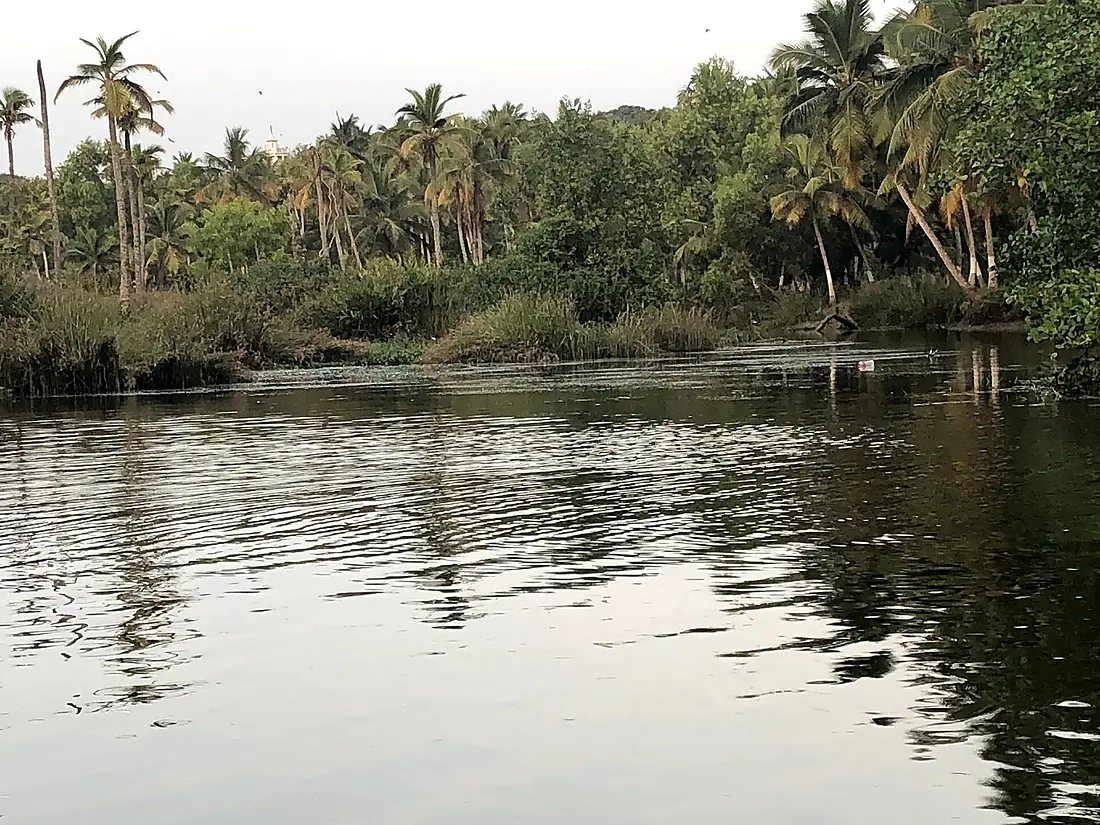 Backwaters in River Neyyar