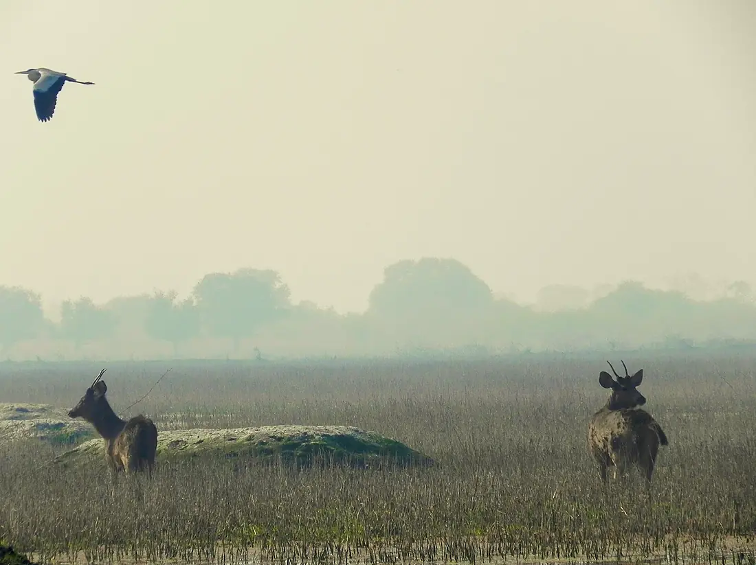 Keoladeo Ghana National Park, Bharatpur, Rajasthan, India
