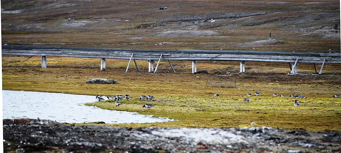Kongsfjorden fuglereservat Solvatnet IMG 6561