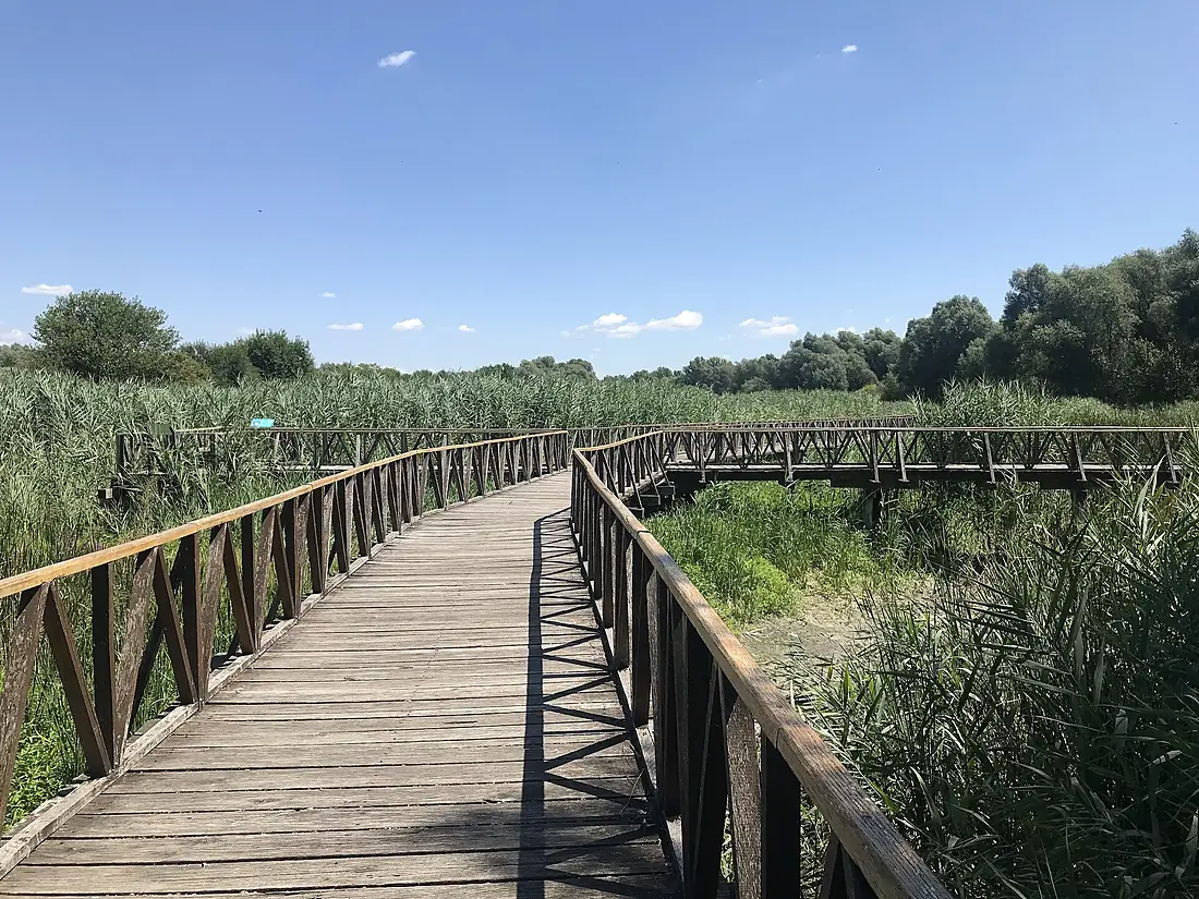 Kopački Rit, walking trail, Kopačevo, 2025 (2)