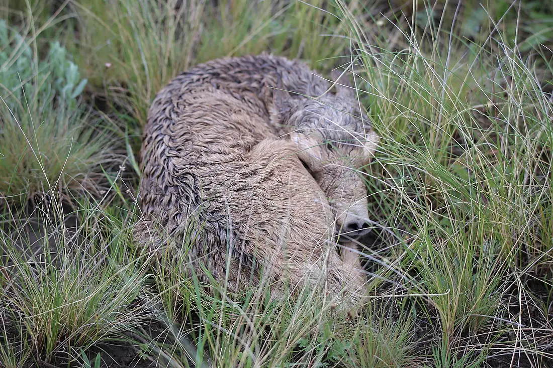 New Born Saiga in Korgalzhyn Reserve
