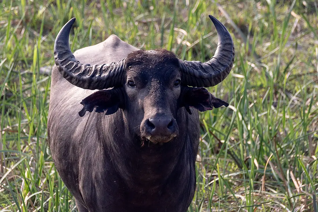 Wild water buffalo at Koshi Tappu Wildlife Reserve