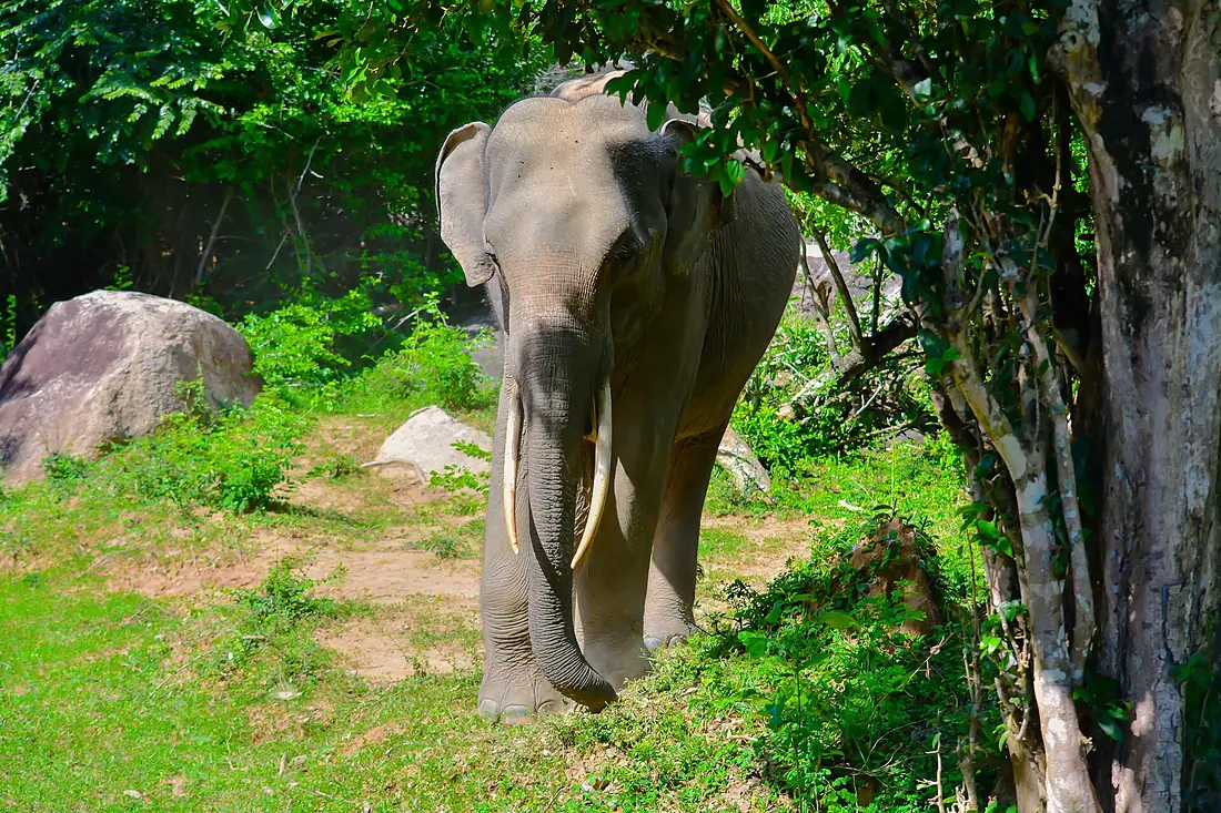 At Kumana National Park