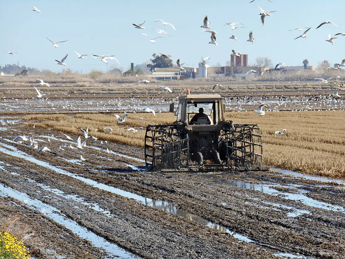 Albufera. Tractor fanguejant i aus 1