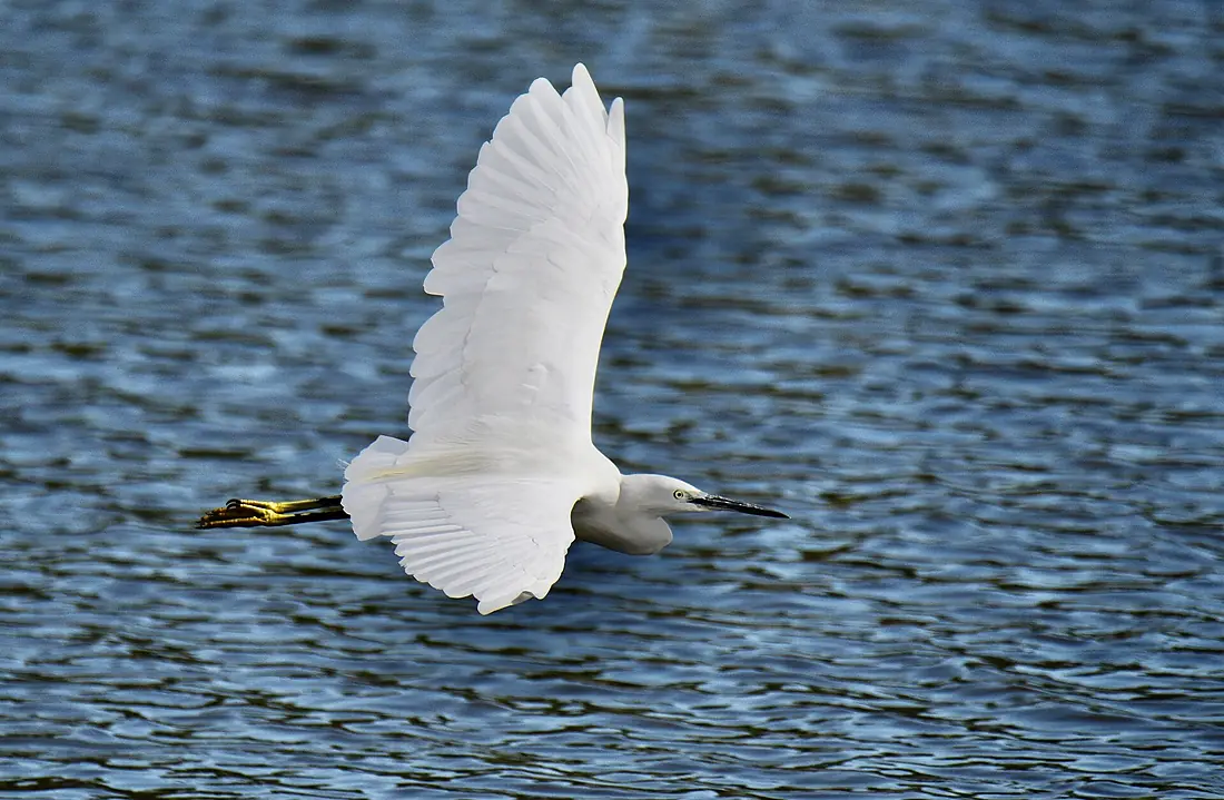 Garça-branca pequena, Little Egret (50293087238)
