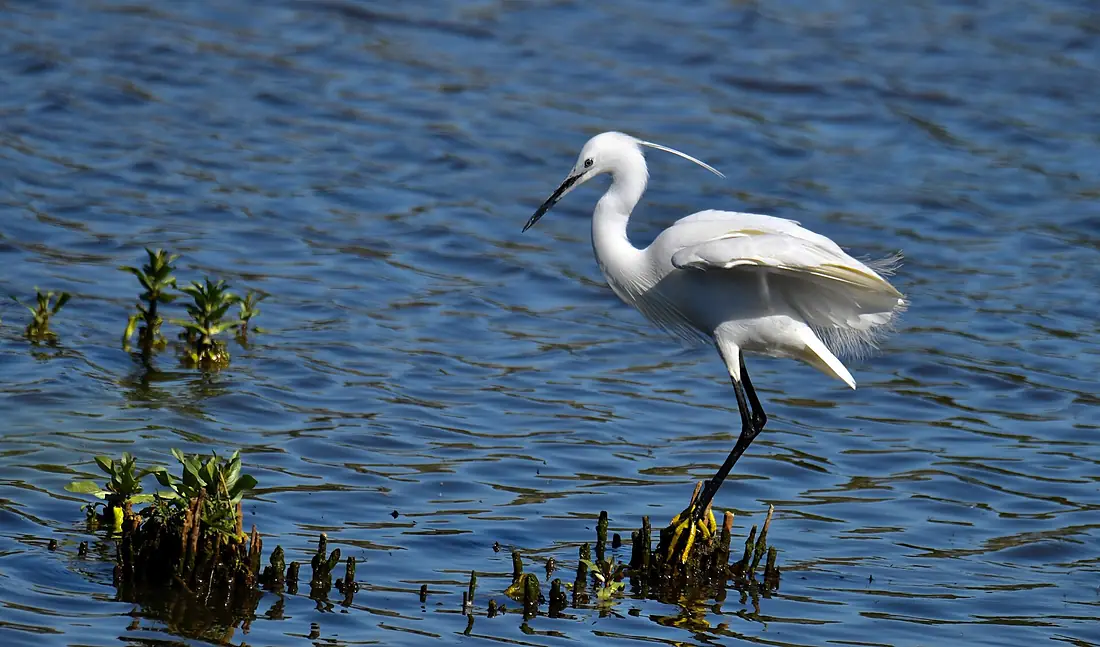 Garça-branca pequena, Little Egret (52056359979)