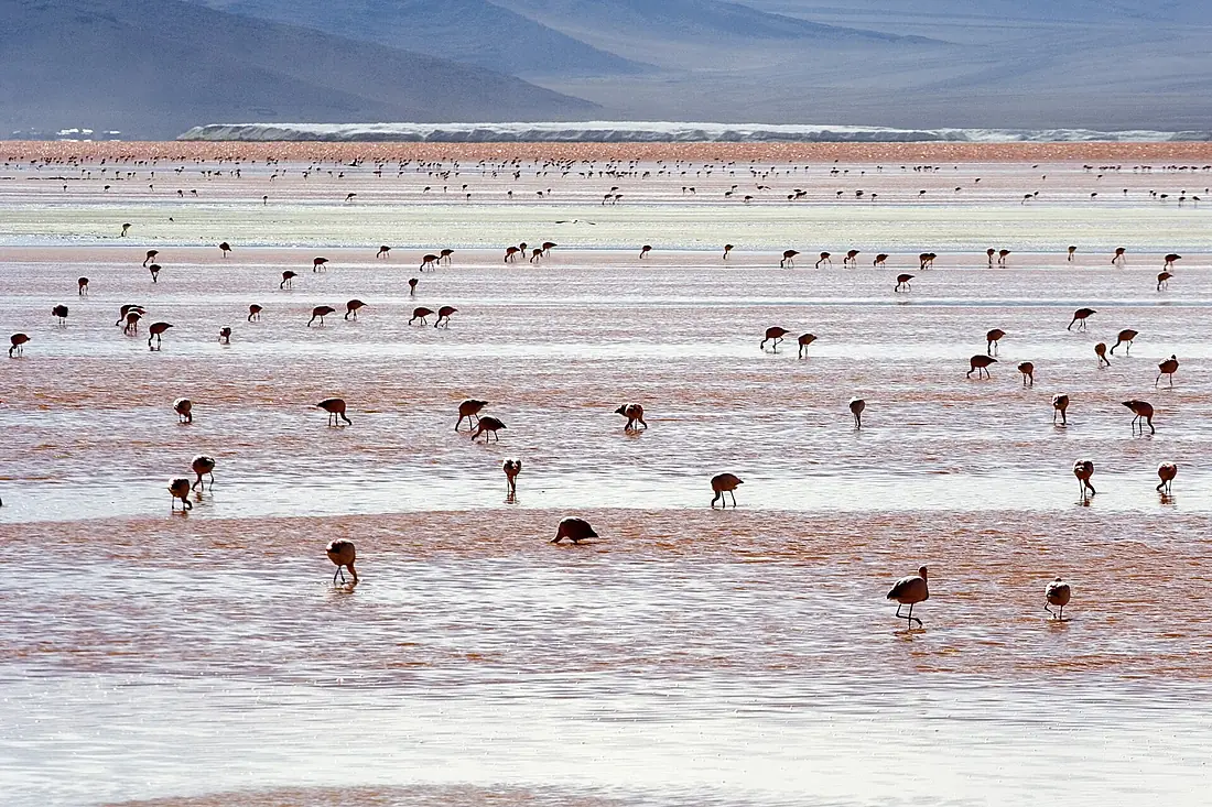 Andean Flamingos Laguna Colorada Bolivia Luca Galuzzi 2006
