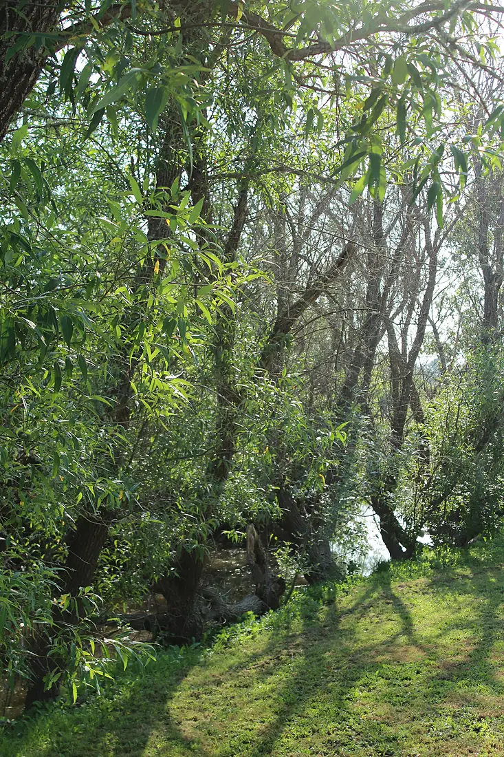 BlucherCreekatToddRd-1