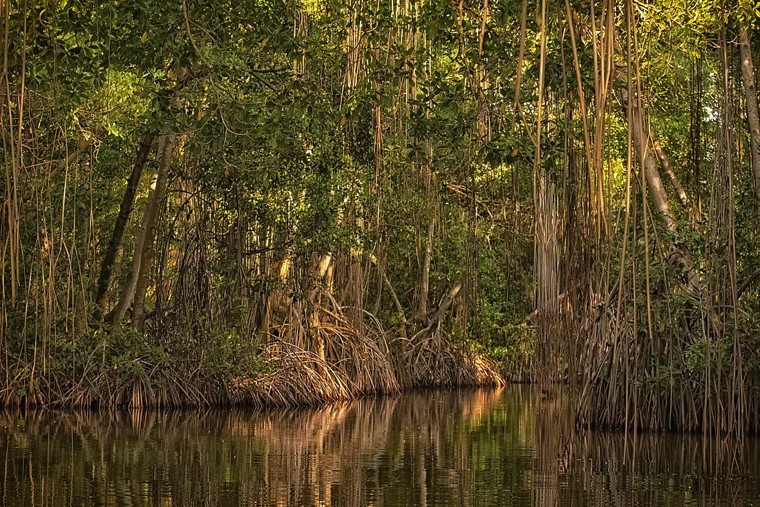 Tacarigua Lagoon National Park - Parque Nacional Laguna de Tacarigua (10476667454)