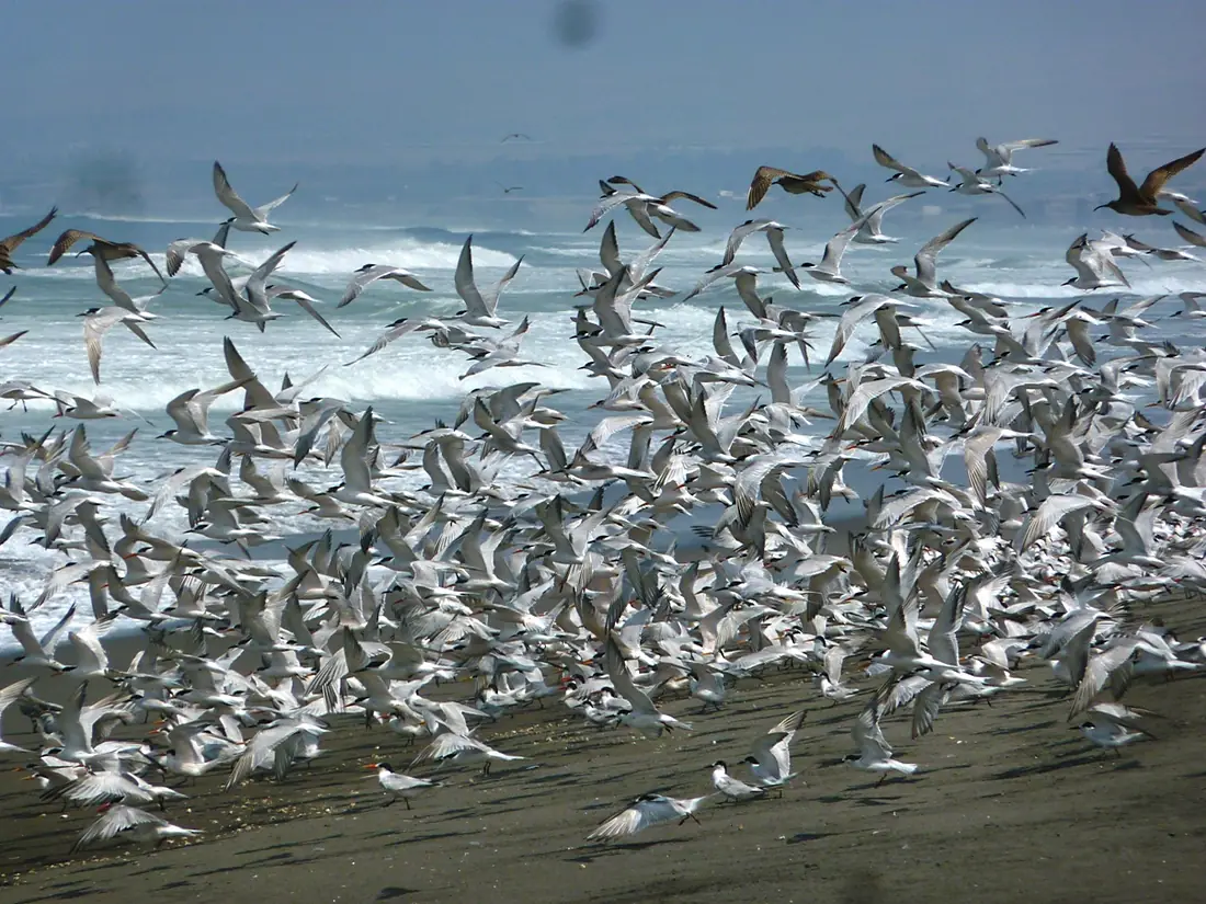 Sterna elegans and S. hirundo