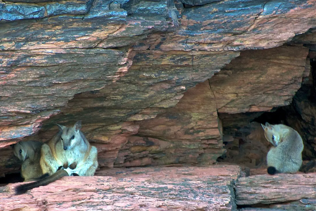 Short-eared rock-wallaby 1