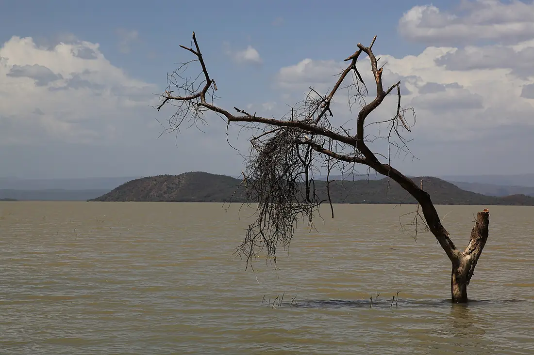Dead tree in Lake Baringo, Kenya - by Ferdinand Reus