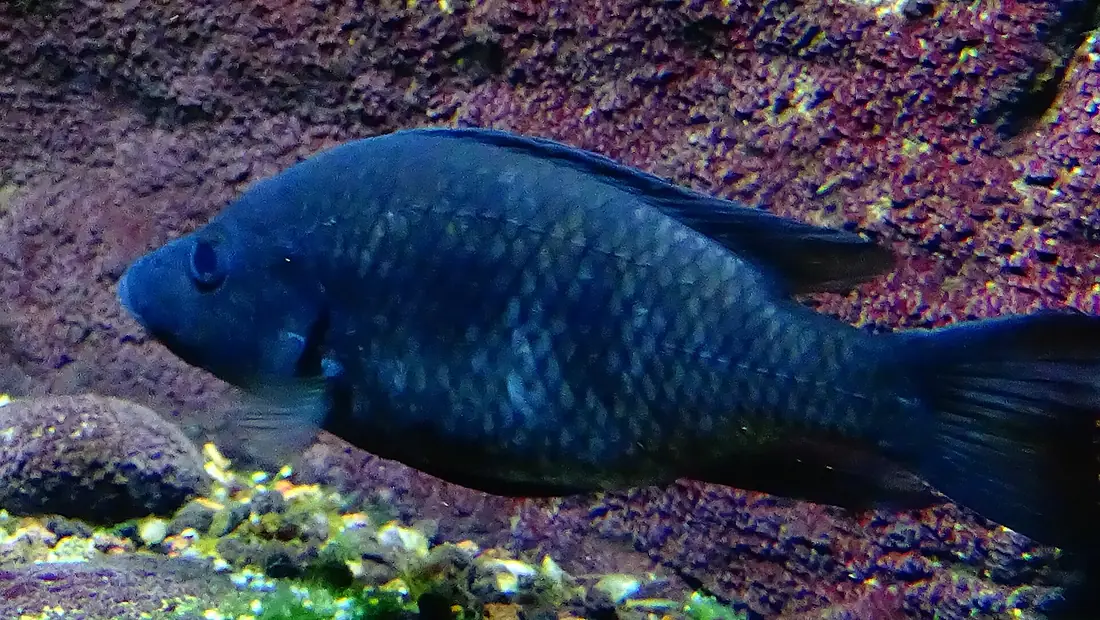 Stomatepia pindu - Lac Barombi Mbo - Aqua porte dorée Paris 14