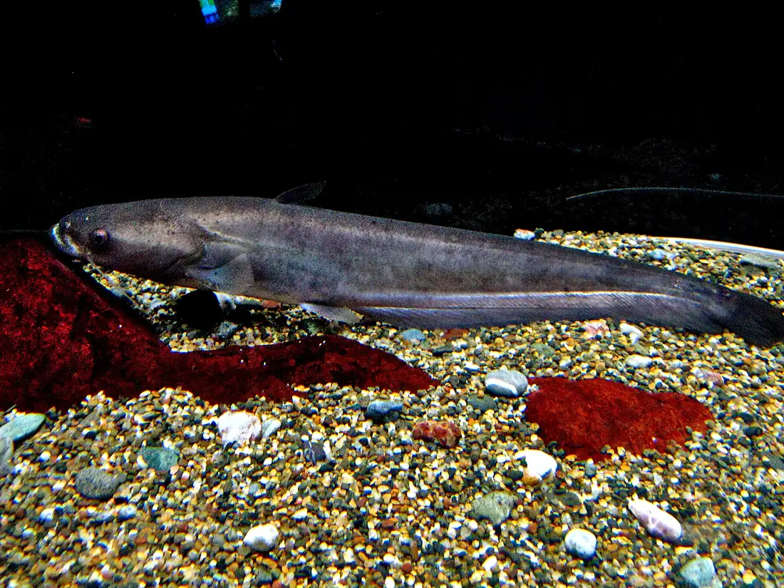 Silurus biwaensis1