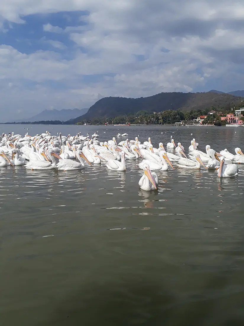 Aves migratorias del Lago de Chapala