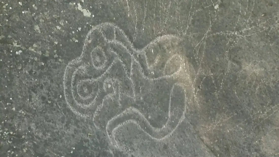 Güija dibujos