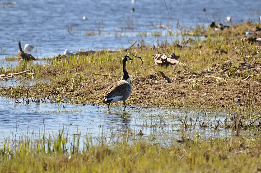 Canada Goose lake Hornborga