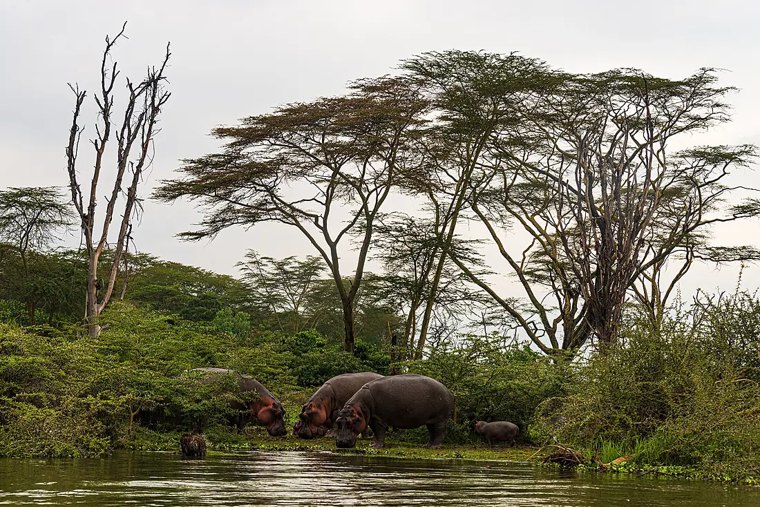 Hippos, with young, eating on the shore of Lake Naivasha, Kenya