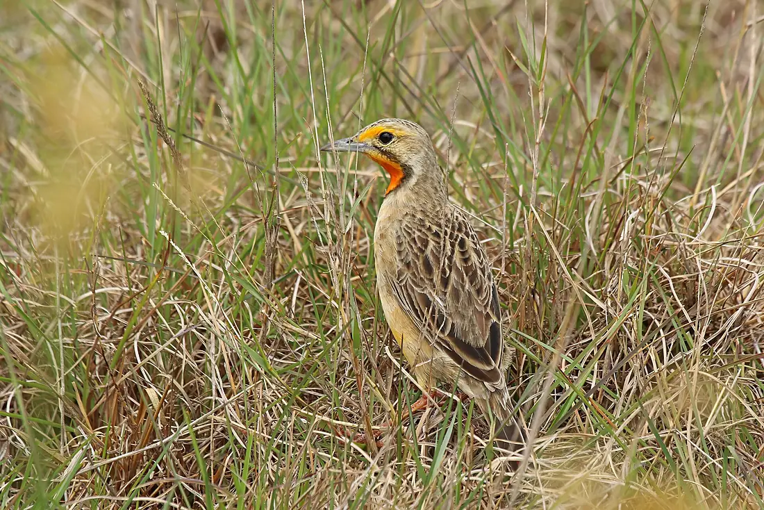 Cape longclaw (Macronyx capensis colletti) Lake Sibaya