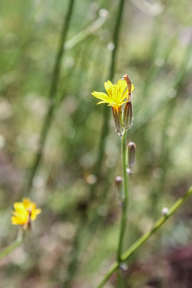 Lacurile Prutului de Jos 5602