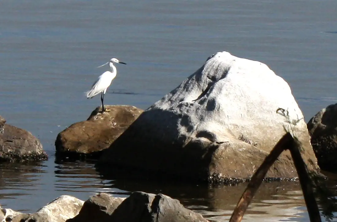 Lone Egret at the Las Piñas-Parañaque Critical Habitat and Ecotourism Area (LPPCHEA) (cropped)