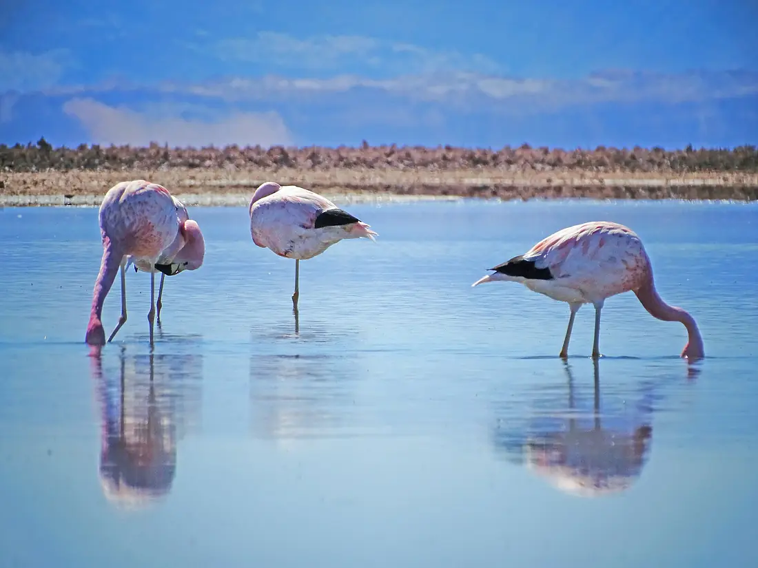 Flamencos andinos
