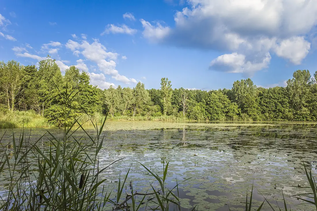 Der Kleine Tännigweiher von Südosten 2