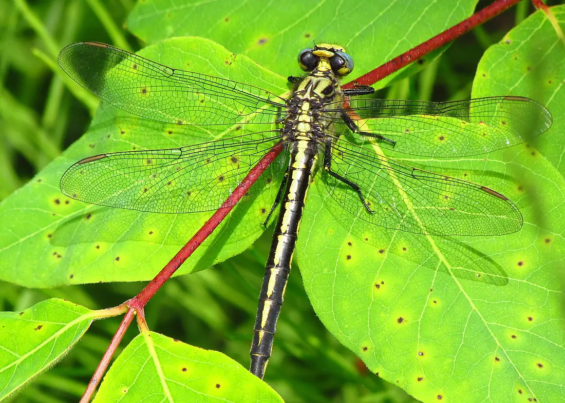 Horned Clubtail, Mer Bleue