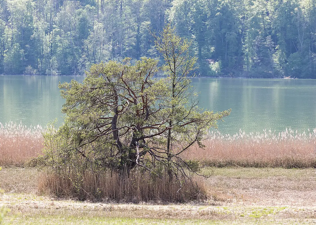 Am Mindelsee