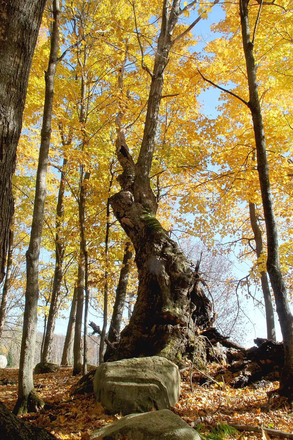 Fall color at Missisquoi National Wildlife Refuge's the Eagle Point Unit (30342262731)