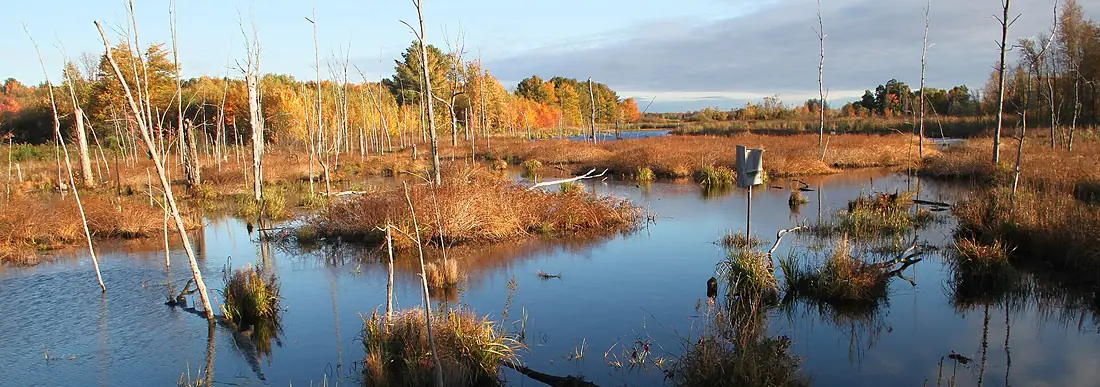 Wetland at Missisquoi National Wildlife Refuge