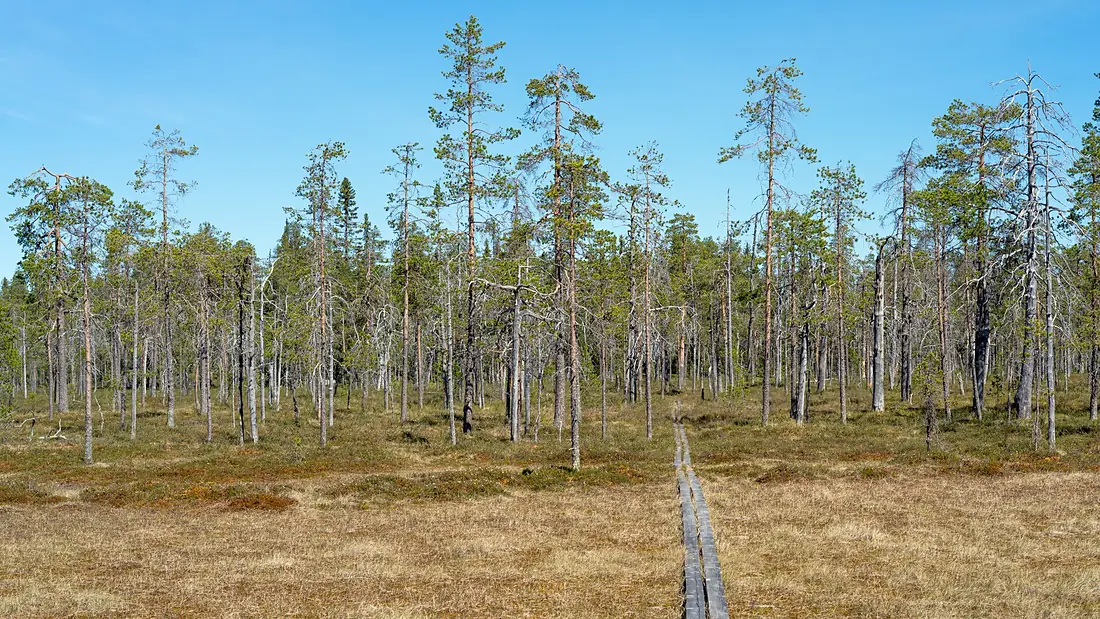 Mossaträsk-Stormyran-07373