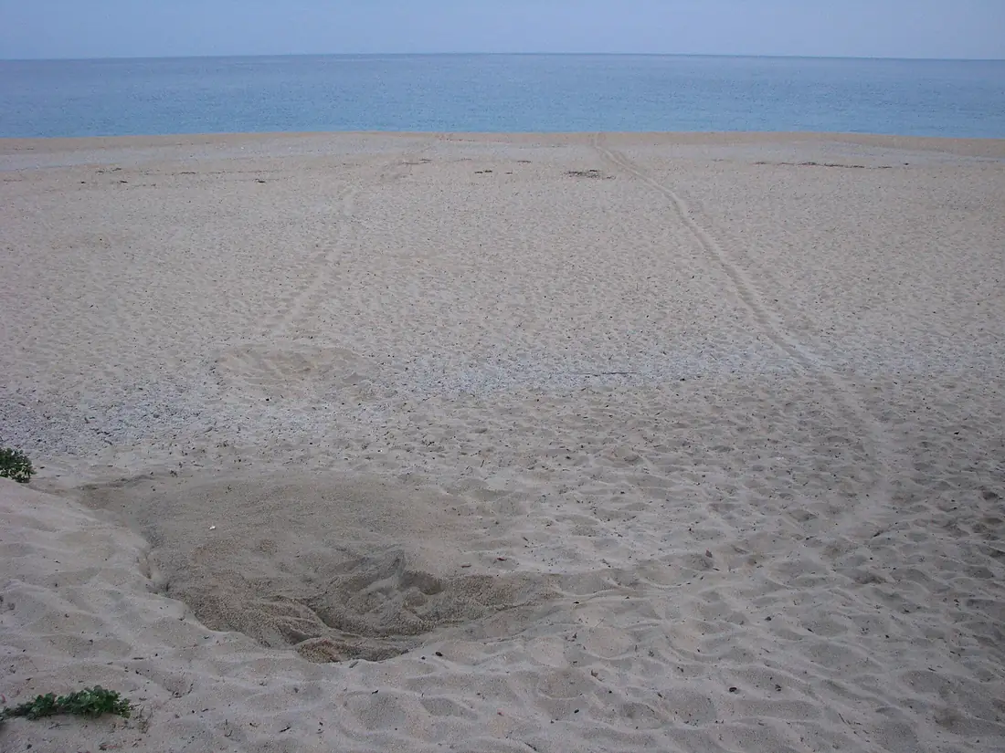 Turtle Track Nagata Inakahama Beach Yakushima