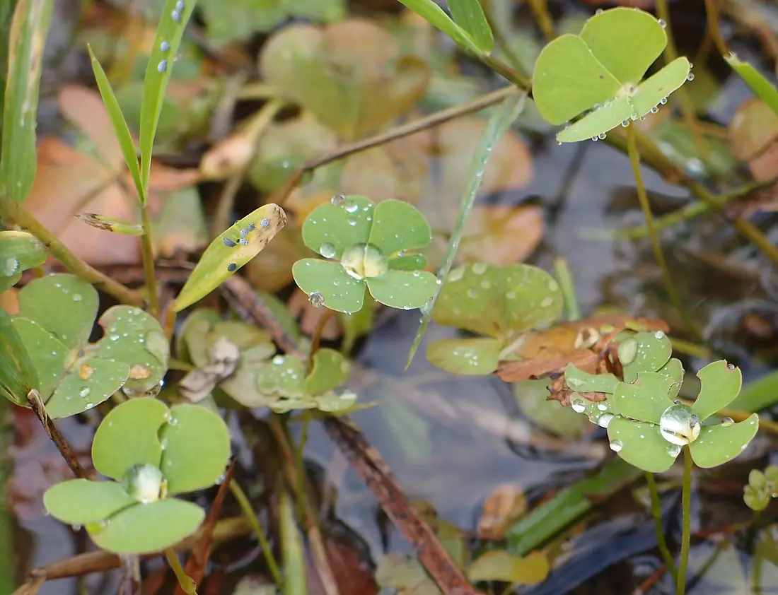 Denjisou in Nakaikemi Wetland