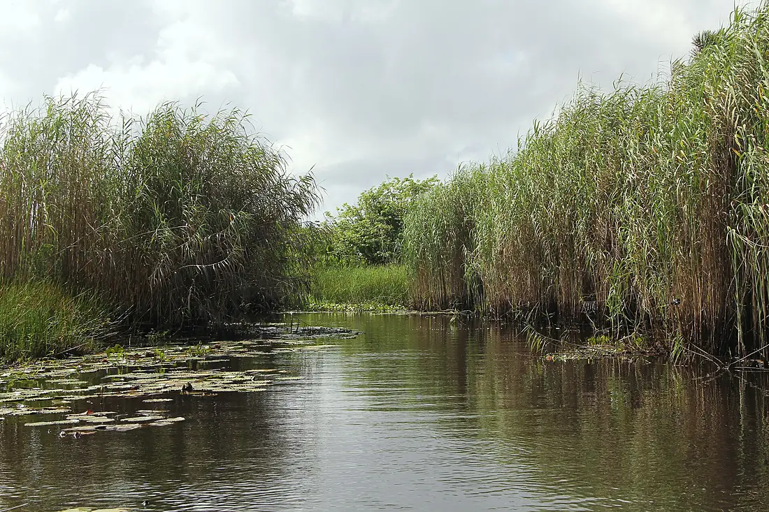 Nariva Swamp Trinidad
