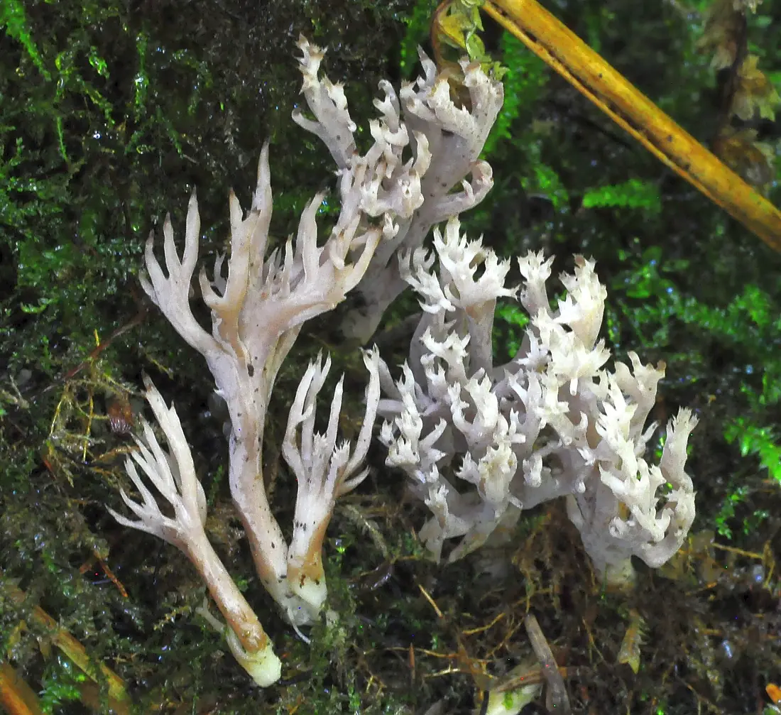 Harjakas klavuliina1