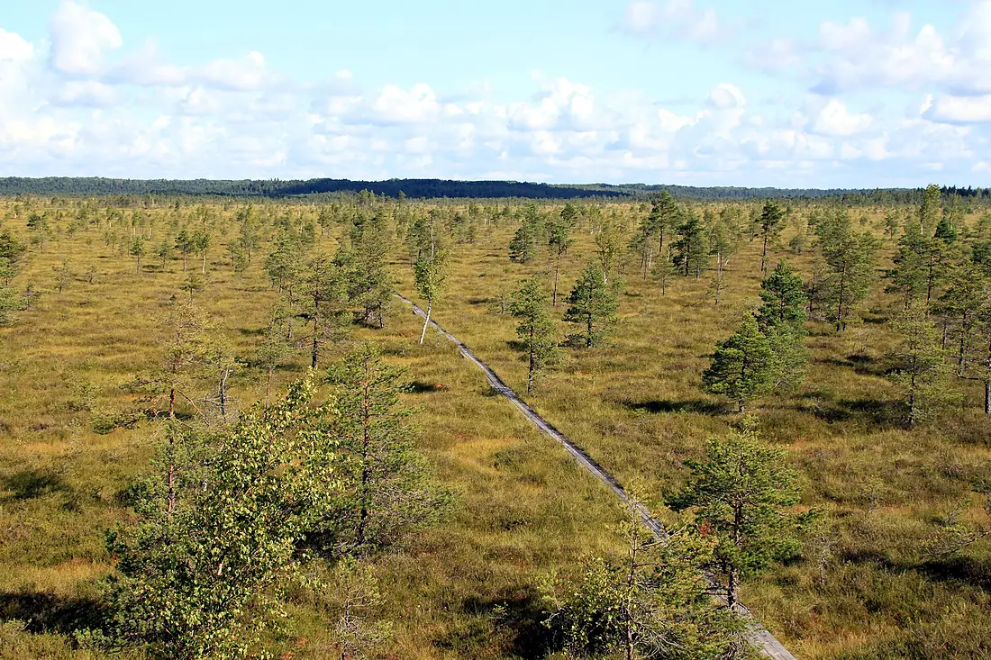Nigula - panoramio