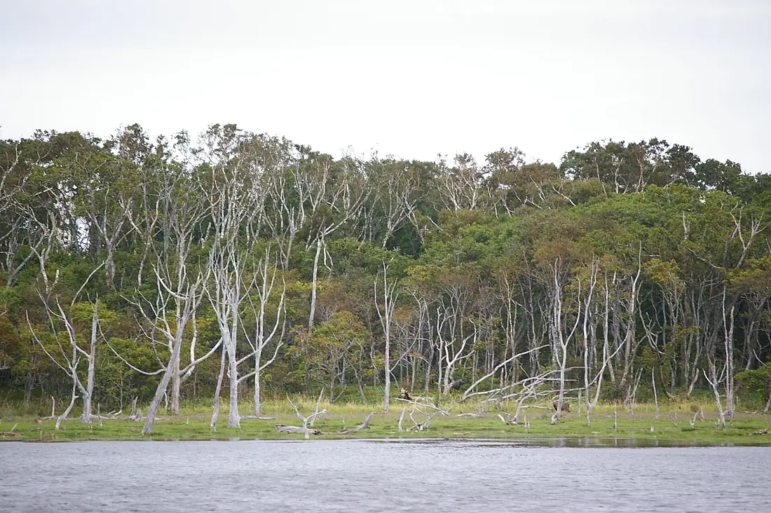 Withered Oak Trees in Notsuke peninsula