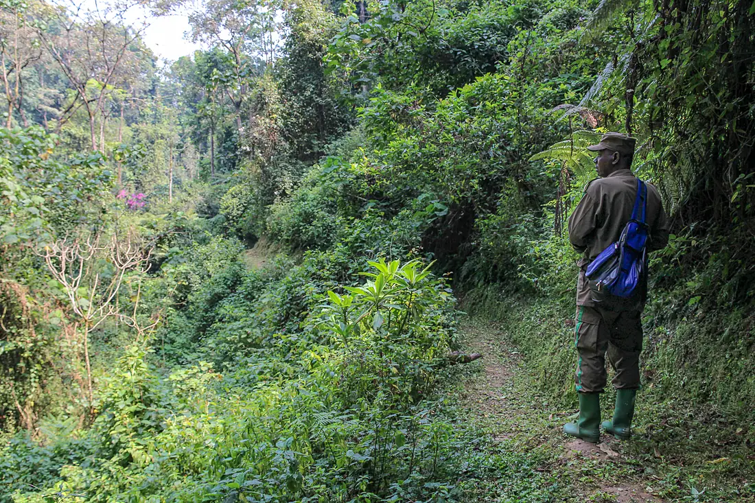 A guide leading a hike through Nyungwe National Park